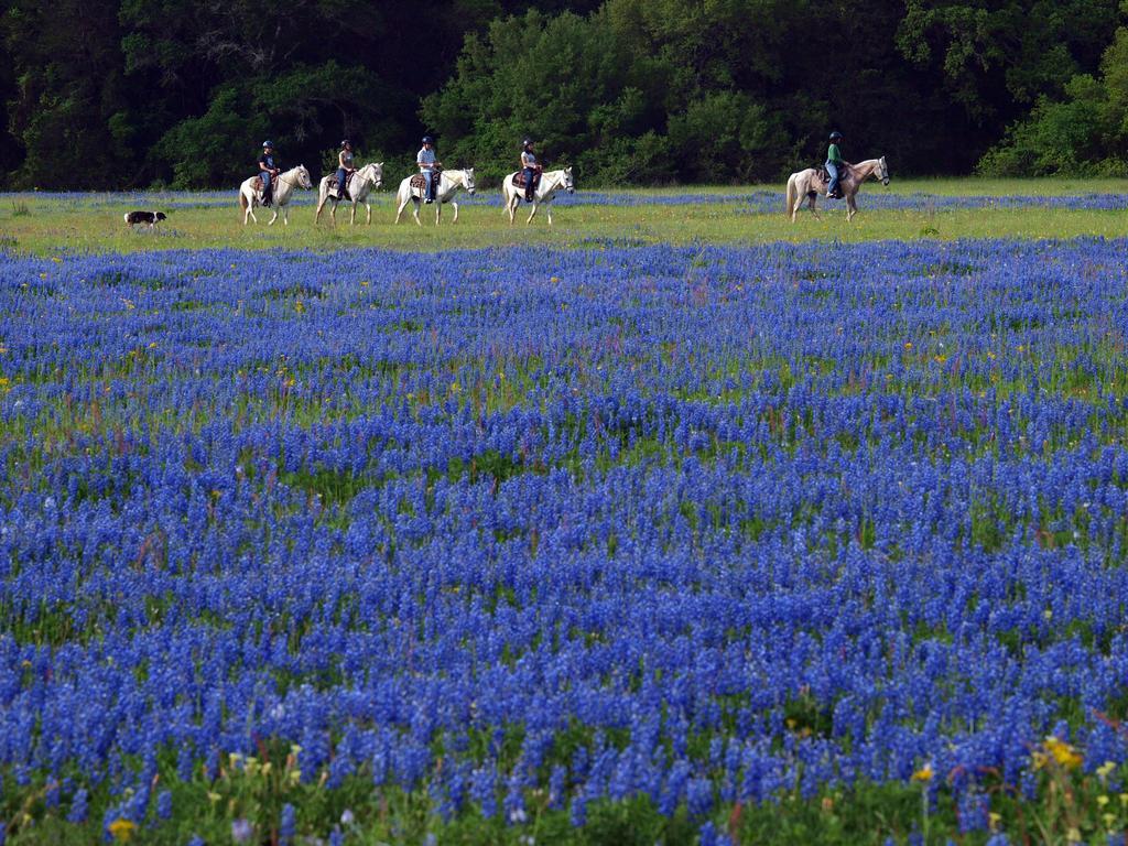 Blisswood Bed And Breakfast Ranch Cat Spring Eksteriør bilde